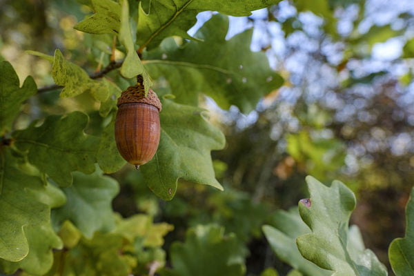 Acorn growing on an Oak tree