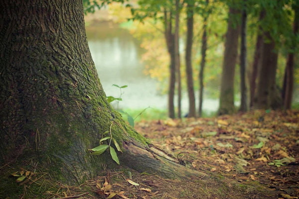 Tree Planting Gift From The National Trust - Plant 500 square meters of woodland